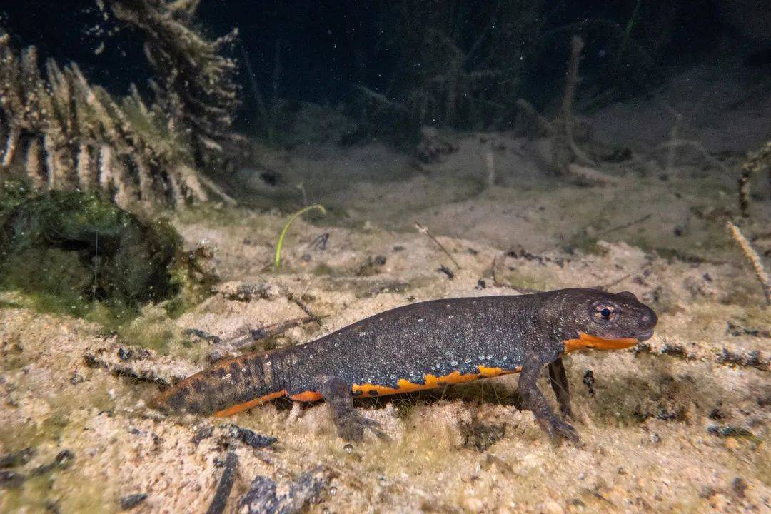 想尝一尝千与千寻中的烤蝾螈当心牢底坐穿