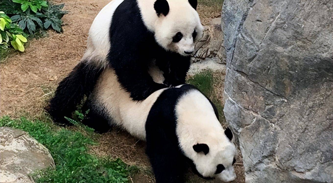 10年不交配的大熊猫在动物园没人的时候交配我们一起来看看细节病毒