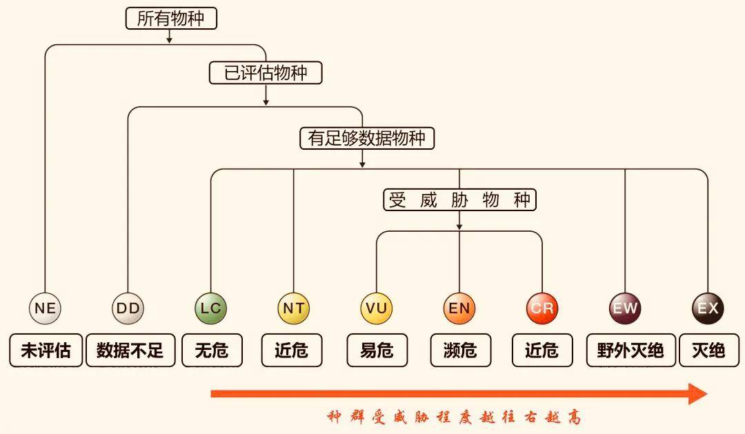 大熊貓被降低瀕危等級有網友為其地位擔心未來它還算國寶嗎