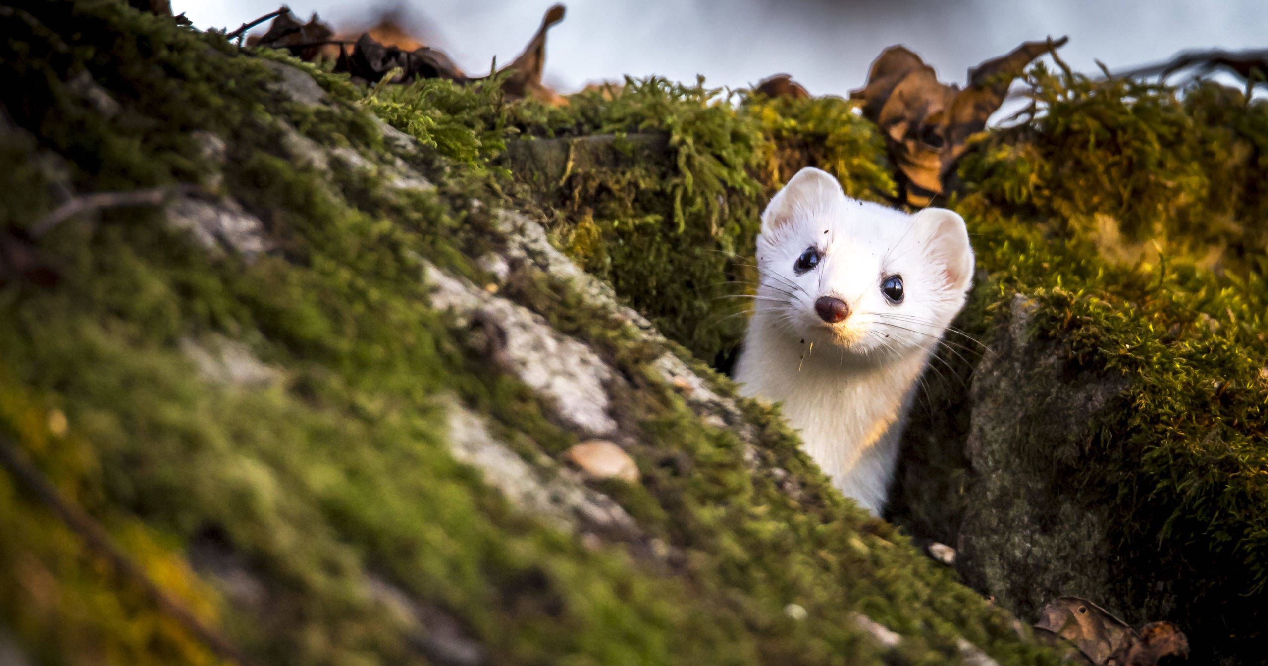 原创鼬科不好惹体长不到30厘米的伶鼬是个爱吃田鼠脑子的高手