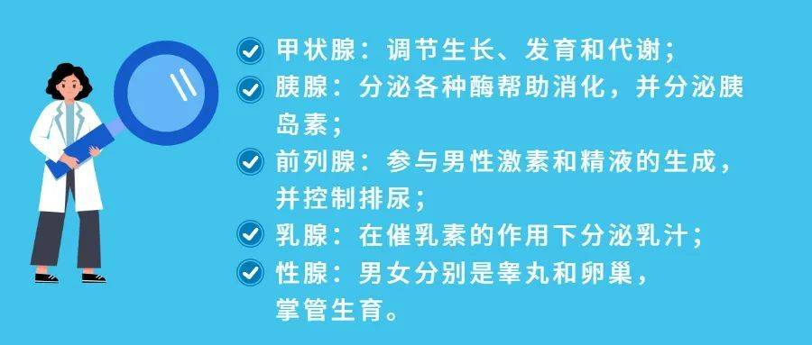 (见下图)内分泌是一个庞大的系统,身体通过分泌激素来调控身体机能.