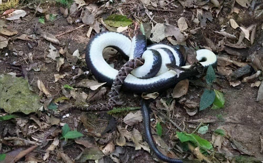 吃遍南美洲剧毒矛头蝮,它们碰到眼镜王蛇还是照样被虐_毒蛇_毒液_体型