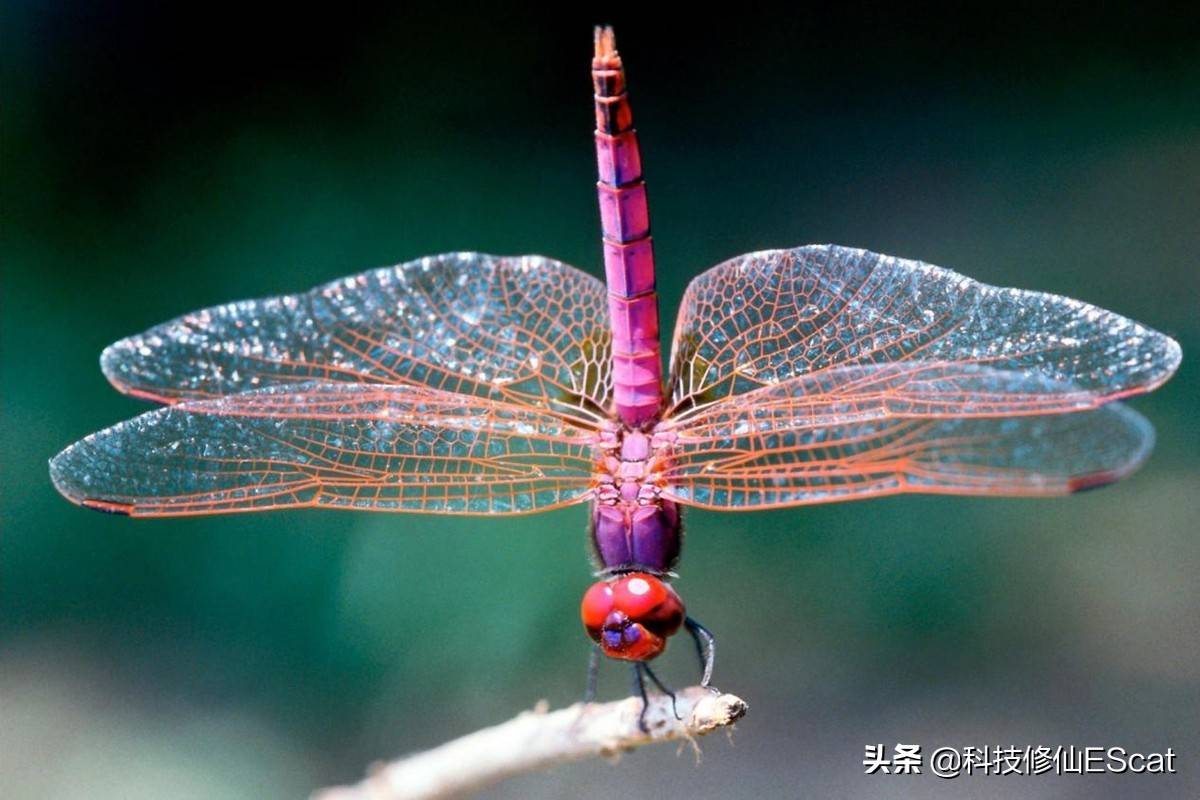 发现的雄性蜻蜓比起在较冷的年份发现的雄性蜻蜓,翅膀的颜色要淡些
