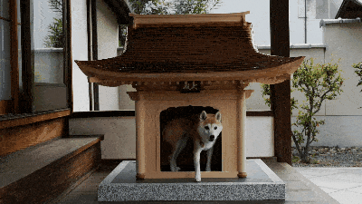 职人手作《奢华级狗屋》高级到以为是小神社!_独栋_日本_寺庙