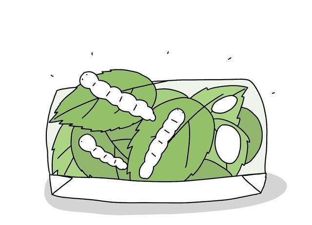 桑葚或许不熟悉,但对大家而言最熟悉的,还是大家曾经养的蚕宝宝_桑果
