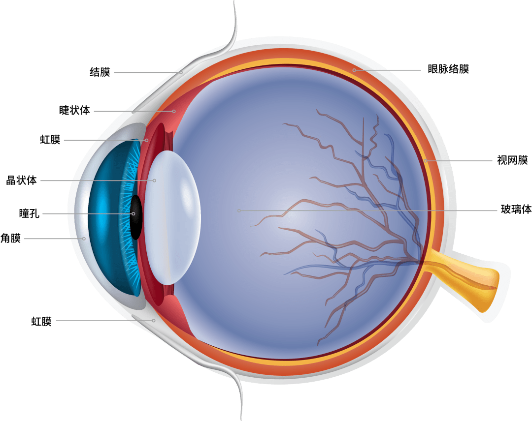 由于青少年的眼球正处于发育阶段,而眼球壁的伸展性很大,巩膜质地坚硬
