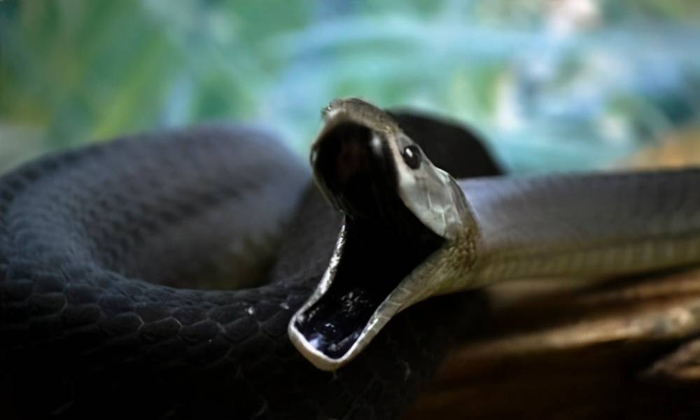 非洲黑曼巴蛇图片图片