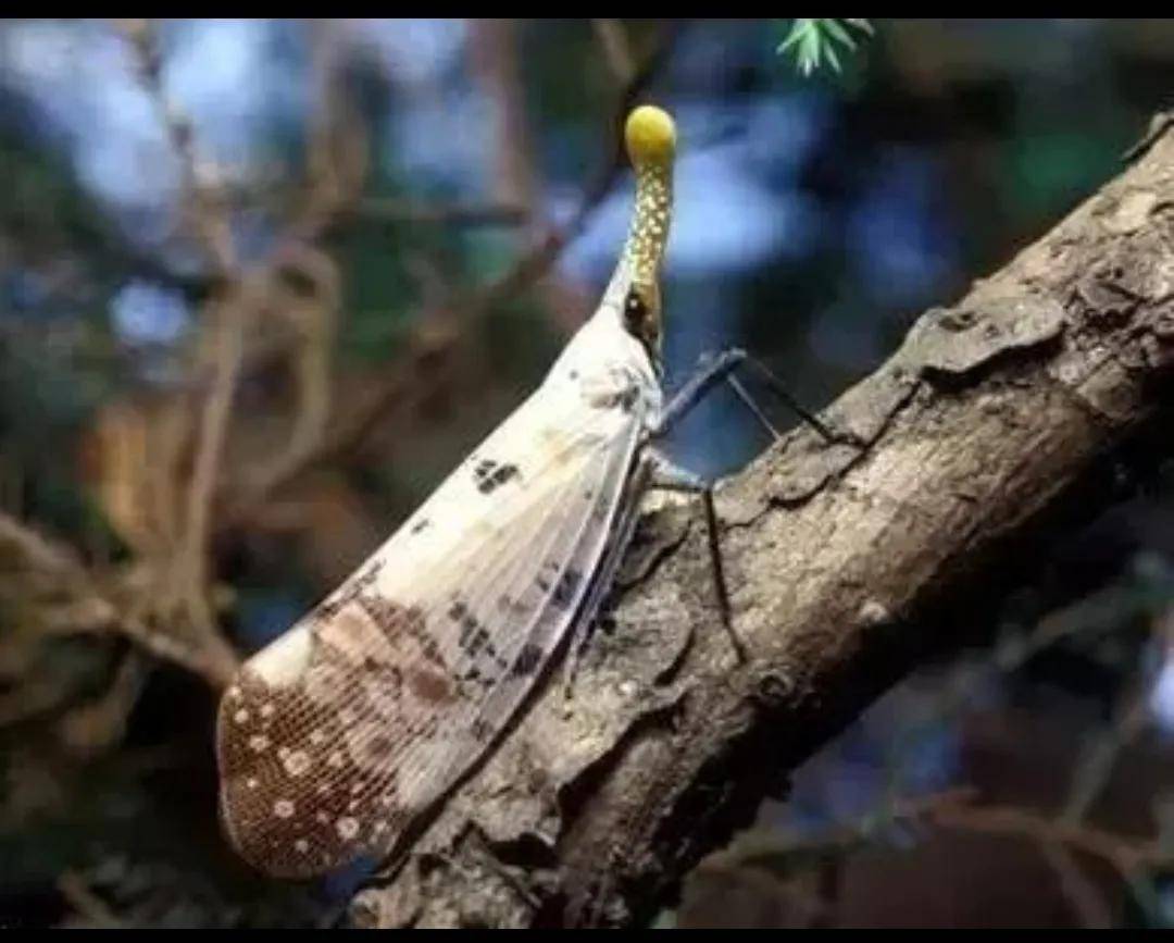 探索动物的小秘密引狼入室的白蜡虫