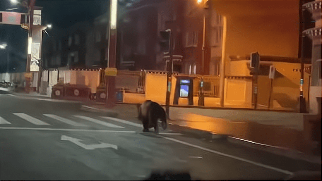 原创             西藏棕熊跑进县城，看到汽车吓得逃跑，到底是迷路了还是来找食物