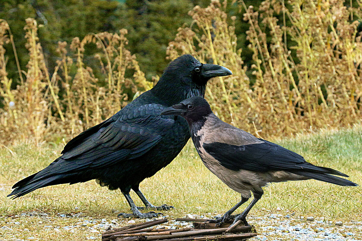 原创乌鸦鸟类之间的9个有趣差异