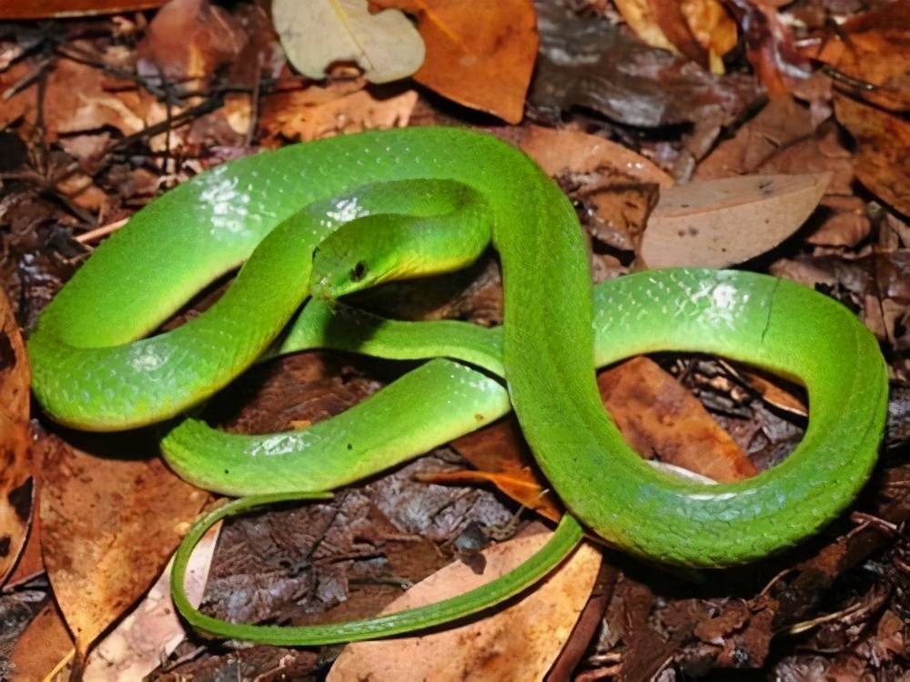 图二图三绿瘦蛇属于游蛇科中的后沟牙毒蛇,有着轻微的毒性