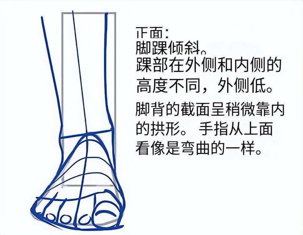 教你各种角度的画法技巧!_脚踝_灵猫_课堂