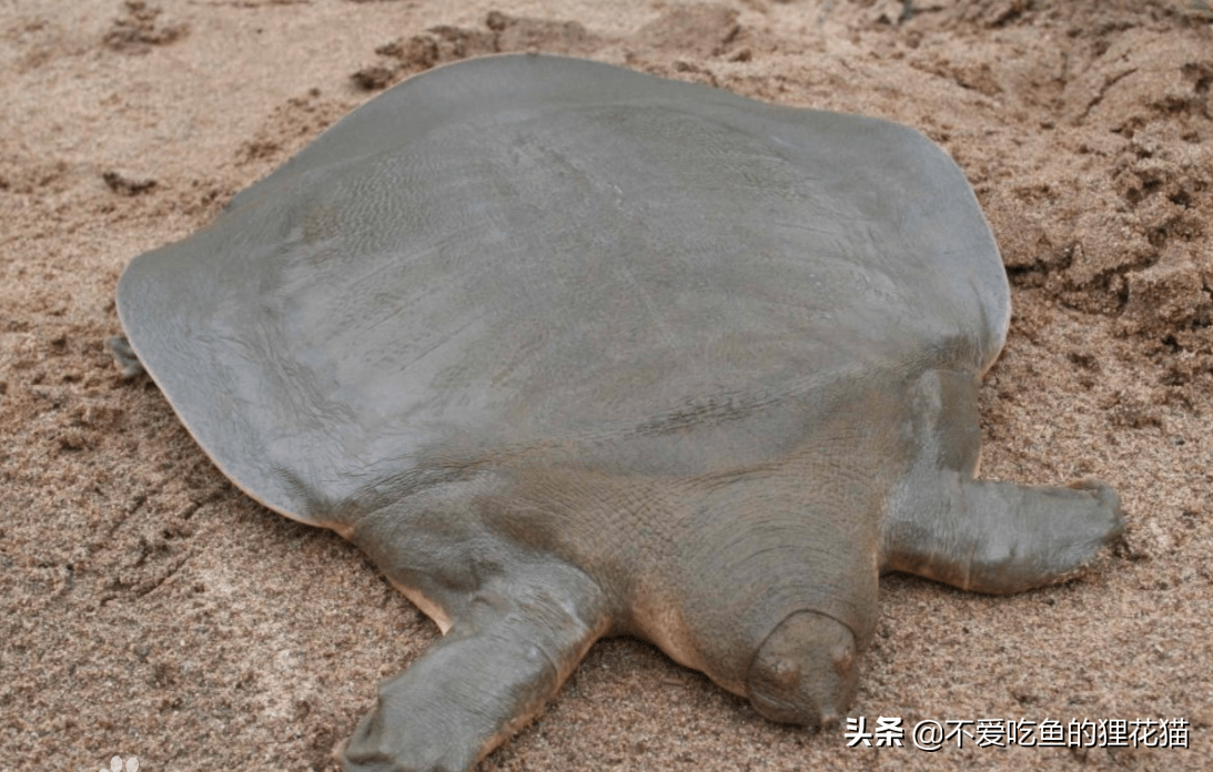 龟鳖鼋鼍图片