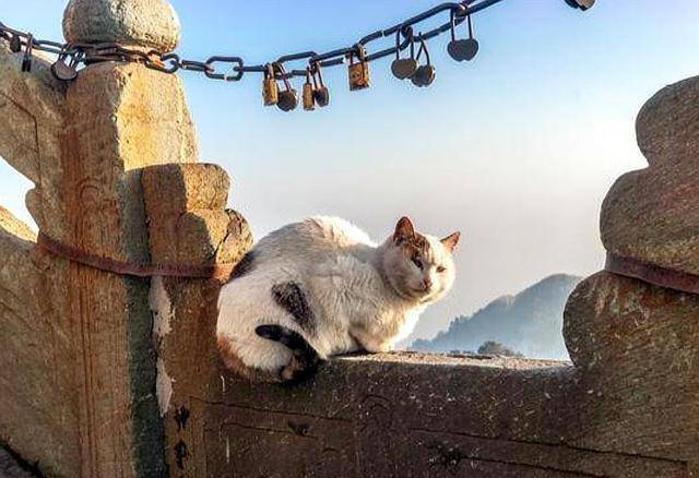原创             泰山上住着一对双胞胎橘猫，守着摩崖不下山讨食，游客却主动喂食