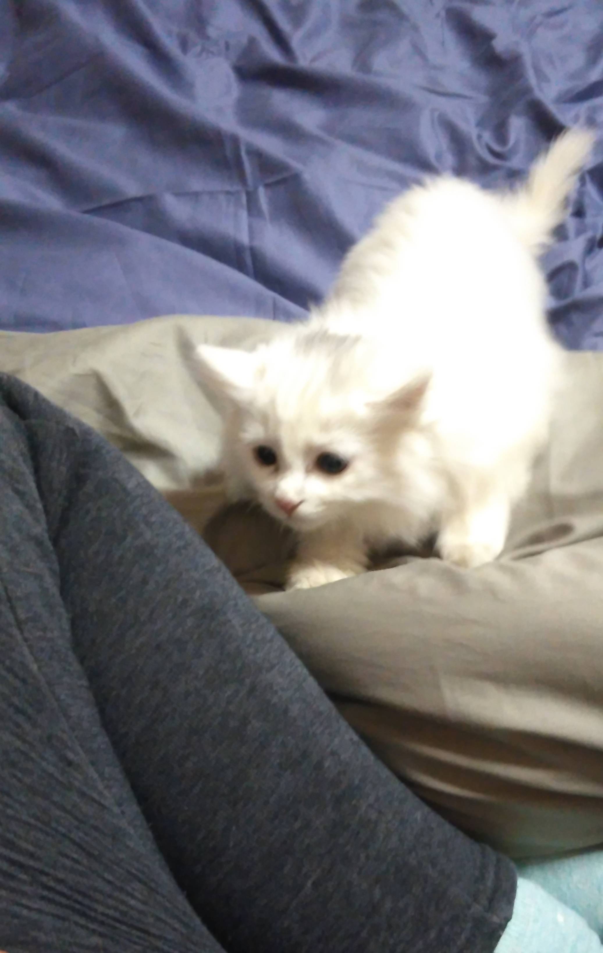 心碎 猫咪死后灵魂会回来看主人吗 妹妹 小时候 猫猫