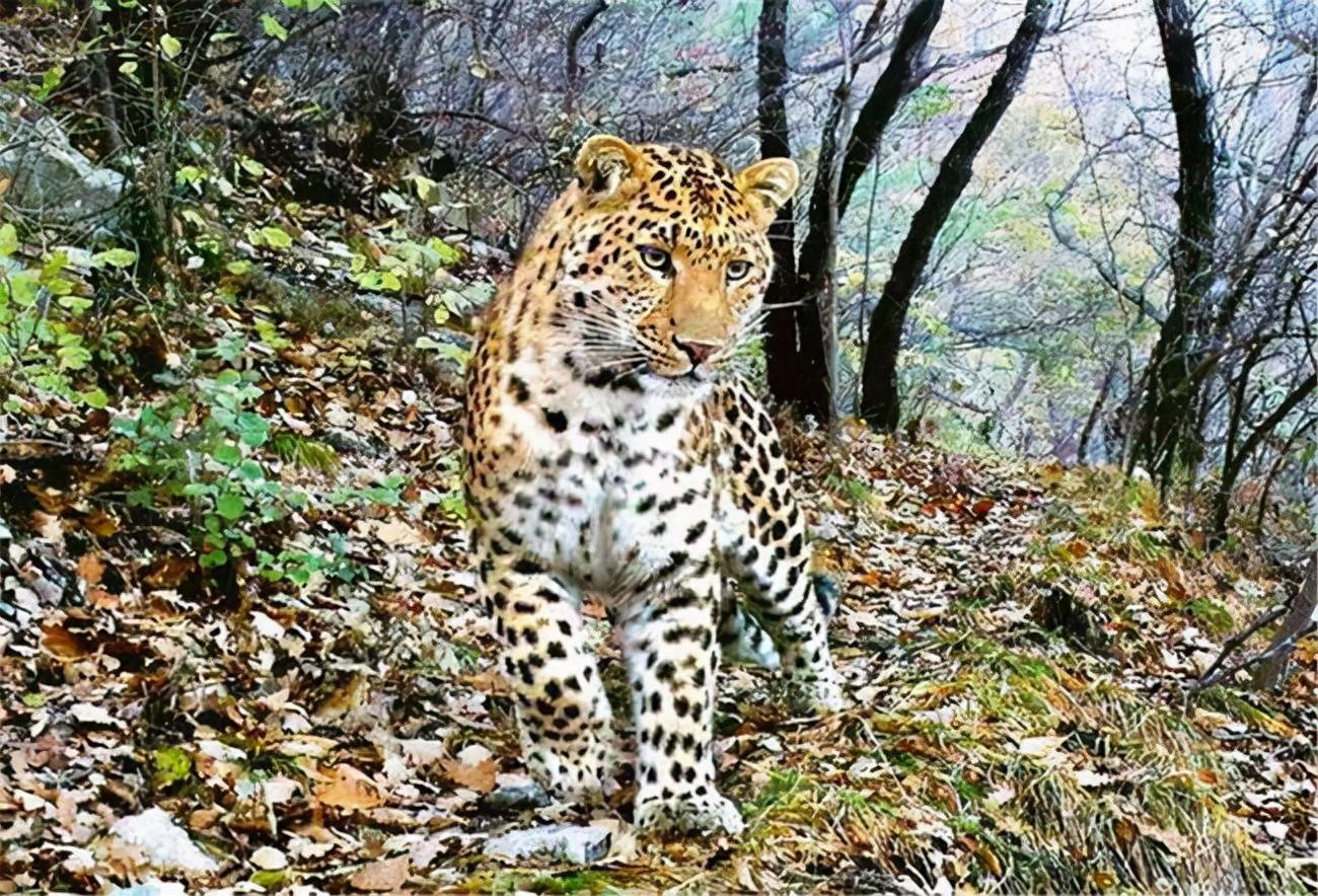 原创华北豹再现行踪太行山华北豹王国重新繁荣