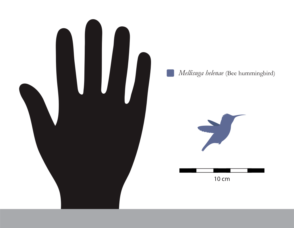 用脊椎动物的身体 做昆虫的事 蜂鸟比想象的还要奇怪许多 飞行 鸟类 翅膀