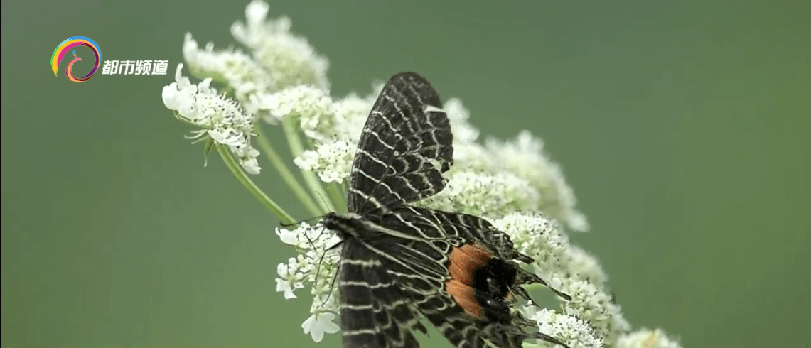 高山美人多尾凤蝶现身高黎贡山东坡泸水段