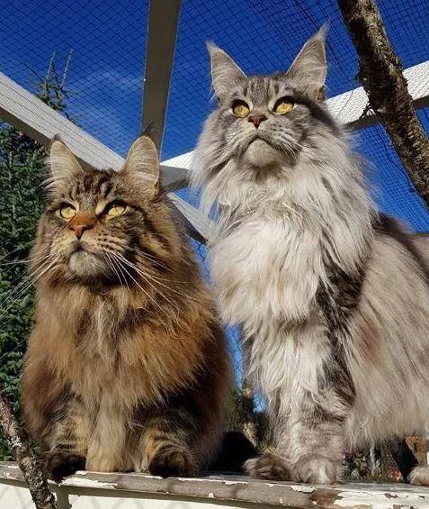 原创一组大体型猫咪图片缅因猫霸气布偶猫可爱麻烦帮我打包