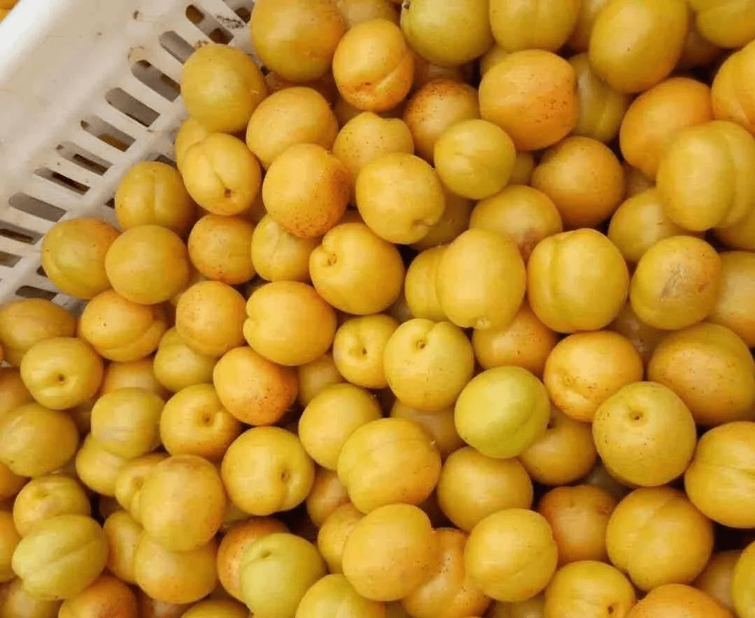 辰颐物语山东珍珠油杏口感纯甜柔软多汁每一口都让人感到甜蜜