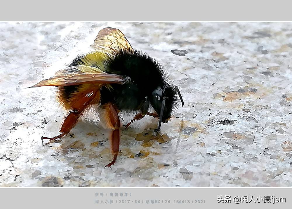 原创手机昆虫摄影木蜂绿芦蜂彩带蜂青条花蜂切叶蜂熊蜂