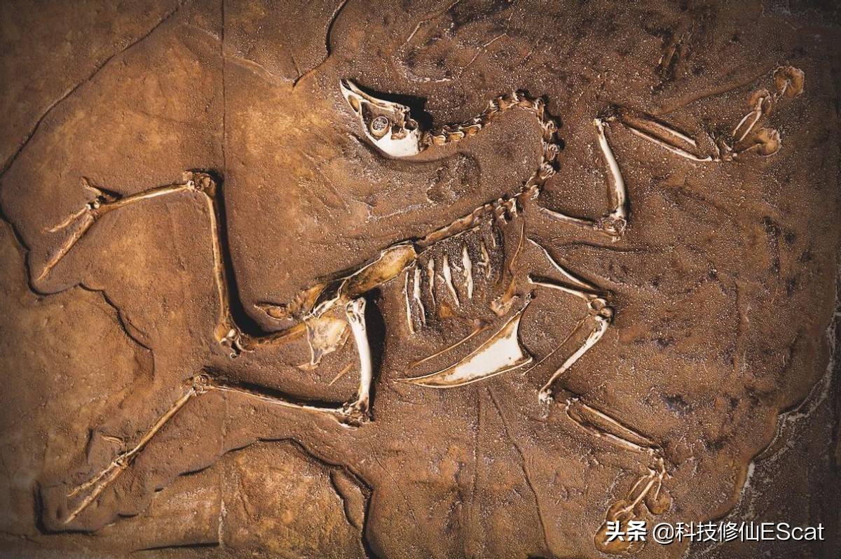 我国发现疑似恐龙dna 恐龙能复活 太麻烦 不如把鸡魔改成恐龙 胚胎 过程 马修 哈里斯