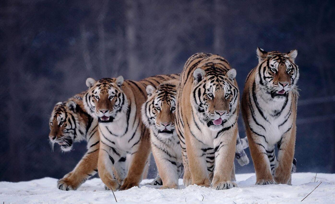 4只华北豹的出现意味着什么?它能否控制泛滥的野猪?_数量_活动_保护