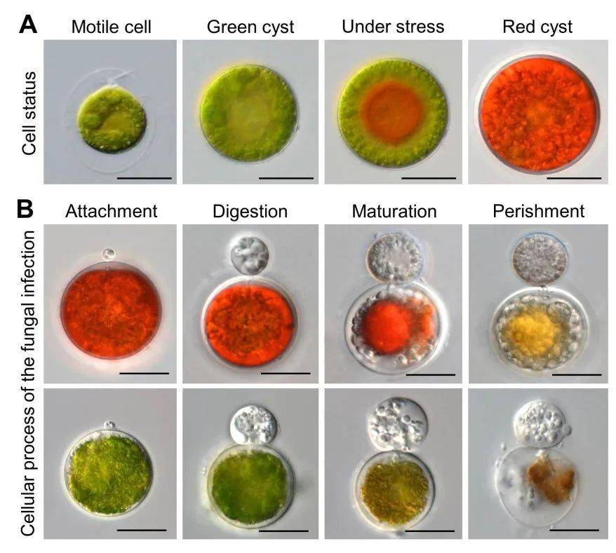 水生所在解析和控制真菌感染雨生红球藻的研究方面取得重要进展