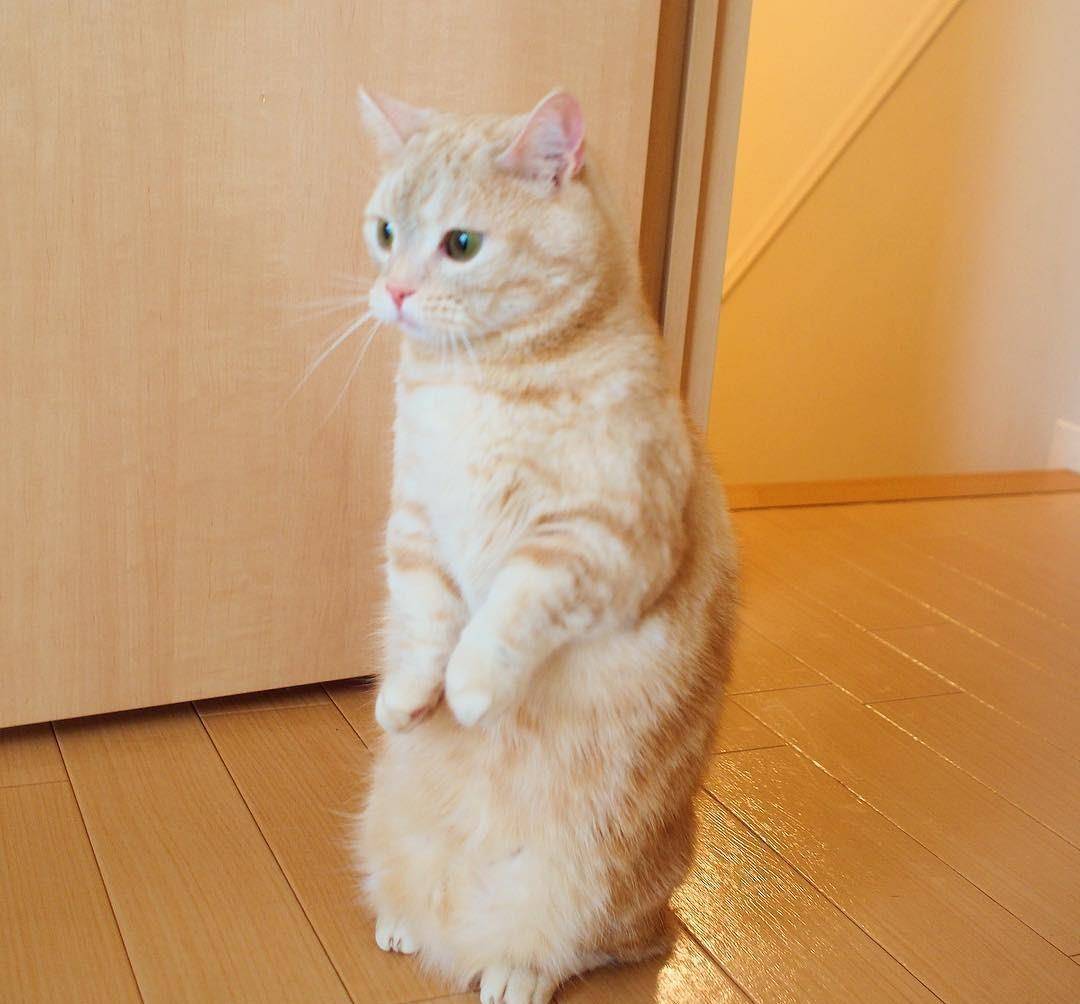 一只擅长双脚站立的网红曼基康小肥橘猫咪 小短腿的毛孩子图集