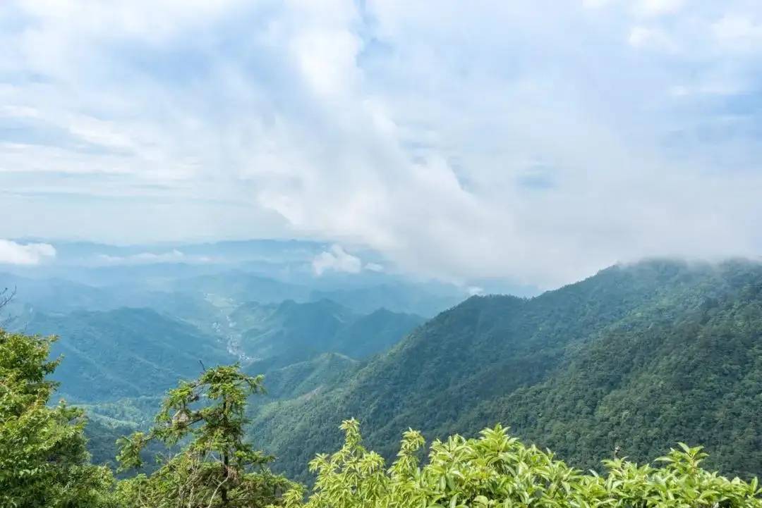 浙江一座受欢迎的山，动植物种类繁多，珍稀物种荟萃