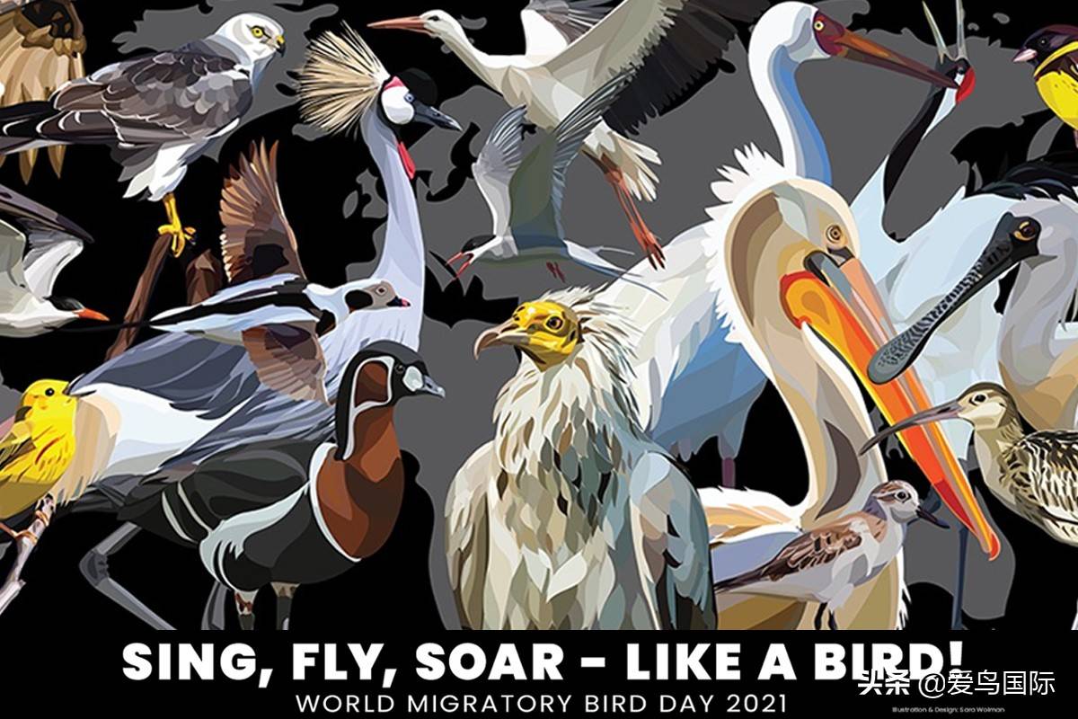 作者:塞外青狼作者:倦中华秋沙鸭因