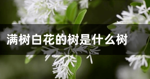 这5种树开花雪白 好看易观赏 你认识几种 花量大 满树 花色