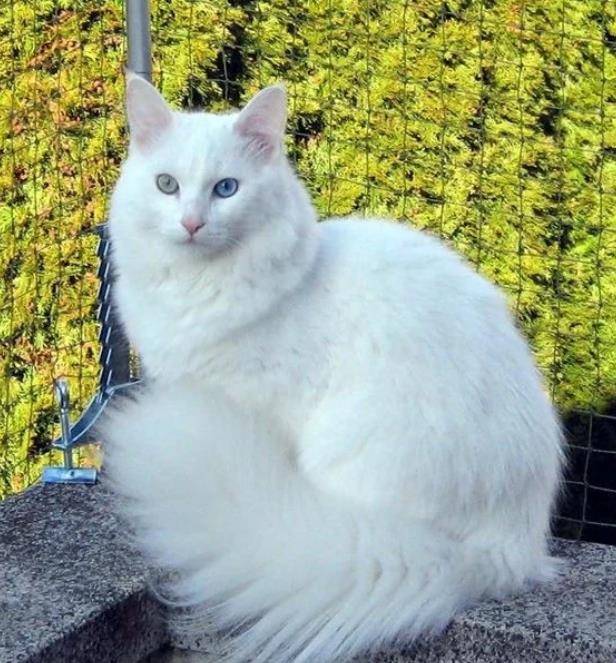 白猫的五大性格分析优雅聪慧兼具简直是精灵系萌猫