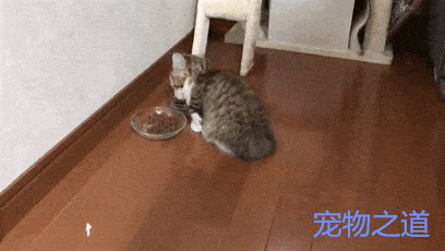 这只小猫咪好搞笑，吃着吃着猫粮，突然停下来做了一个奇怪动作