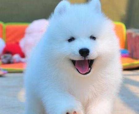 训练萨摩耶要明白,每只狗的性格,体质,状态不同,训练的时候不要照本宣