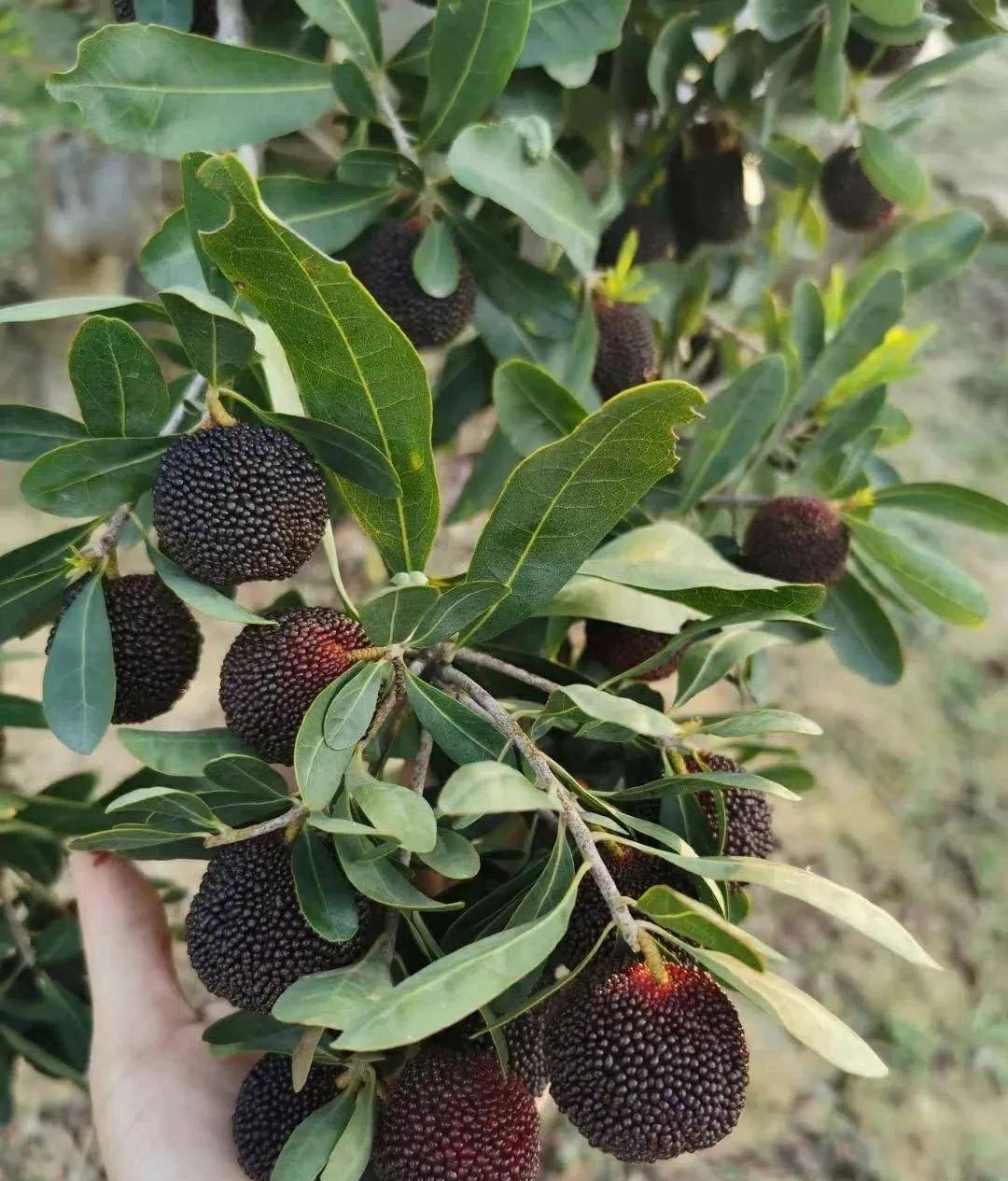 原创中国的杨梅到底哪里最好吃2021版附上市时间