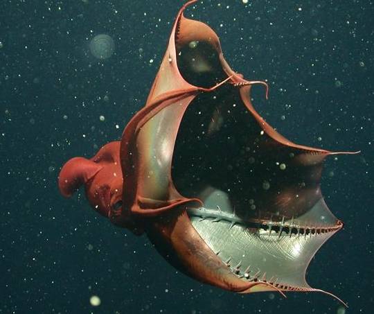 直击世界上最恐怖的章鱼,异常凶猛,犹如科幻电影的怪物_吸血鬼_深海