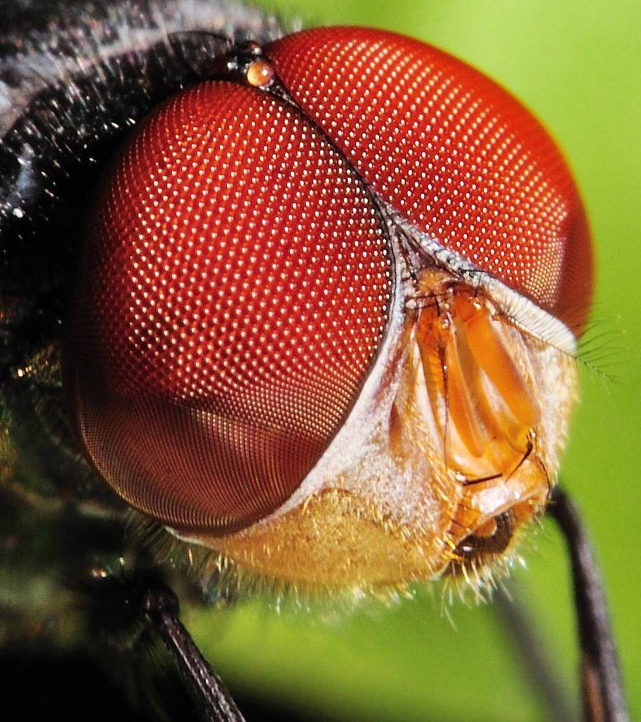 把自己的头拧下来玩,没有脑袋,为什么苍蝇也能活?