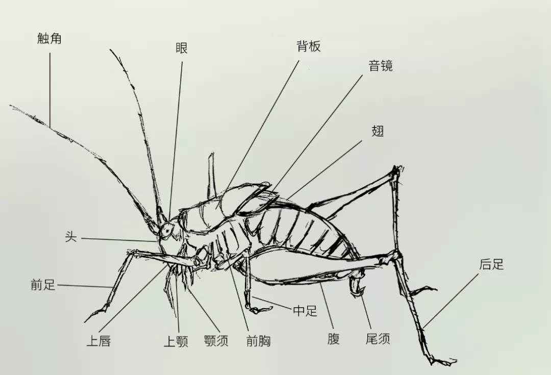 蛩螽与中国北方常见的蝈蝈同属直翅目螽斯科,但外形却相差甚远.