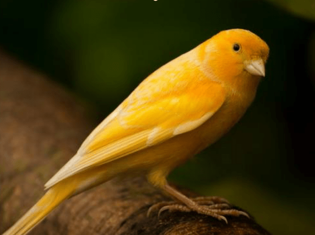 大金黄鸟价格图片