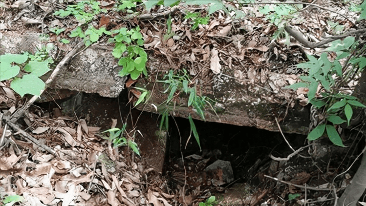 原创湖北男子常年捕蛇蛇咬死他后在其坟头聚集难道说蛇真的会记仇