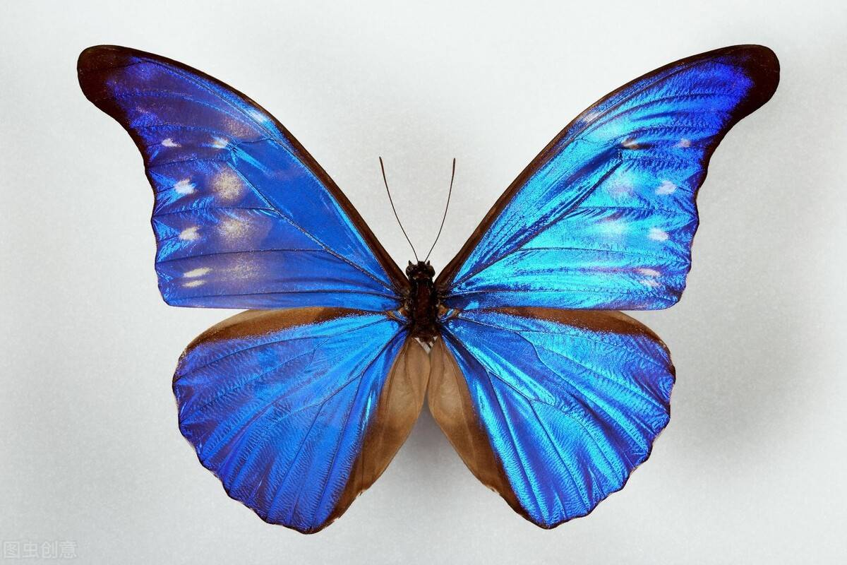 亮眼的蓝色翅膀会给闪蝶带来危险吗?_蝴蝶_因为_鳞片
