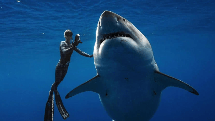 看似兇殘卻異常溫柔,為何說它並不喜歡吃人_人類_鯊魚_鯨魚