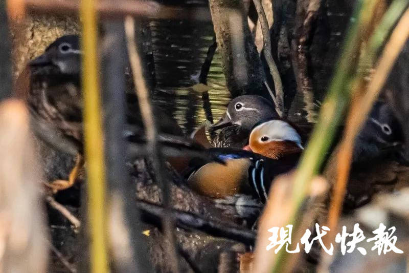 如约而至！第一批越冬鸳鸯飞抵玄武湖