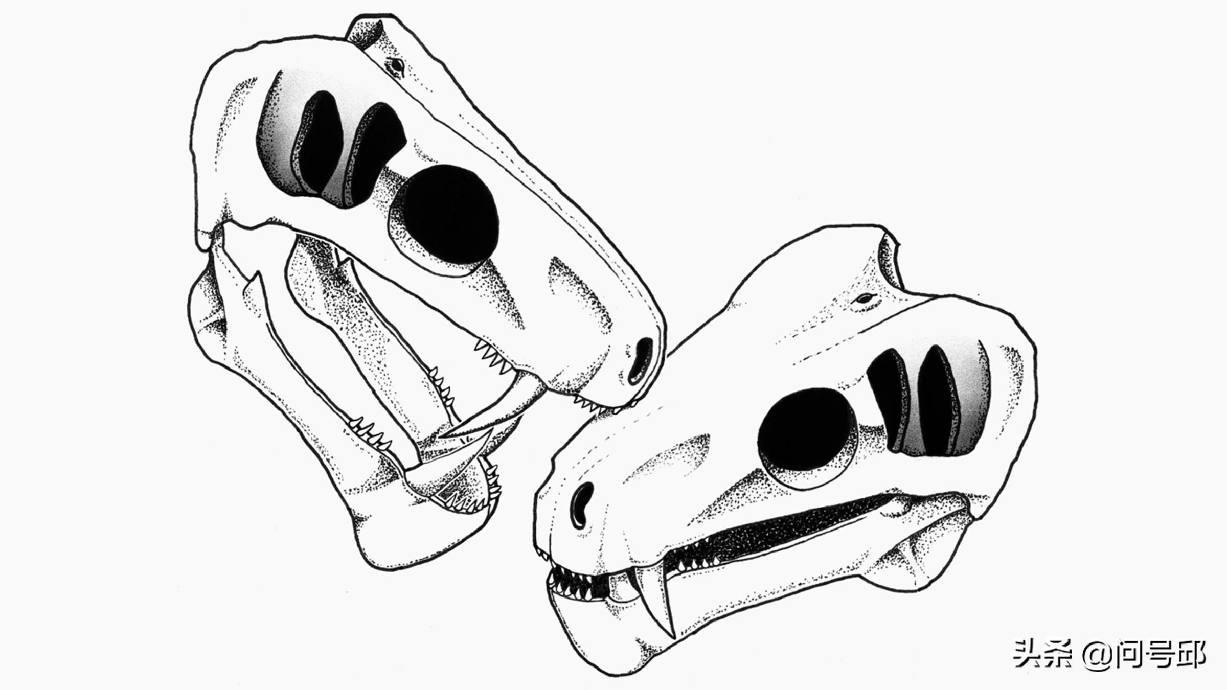 原创25亿年前长着犬齿的丽齿兽在仪式化的战斗中互相撕咬同类的脸