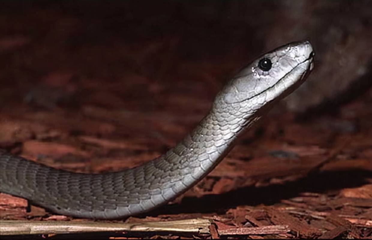 绝对的速度攻击,"死神刺客"的致命伤害:黑曼巴_猎物_毒性_毒液