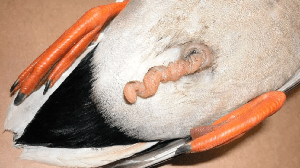 公鸭子螺旋状图片
