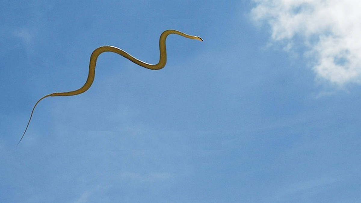 会跑会游的蛇都听说过,会飞的蛇你们听说过吗?_身体_飞行_滑翔