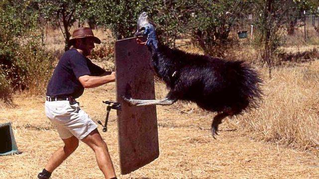 鹤鸵具有很强的领地意识,凶猛且好斗,机警而具攻击性,它们的双腿强健