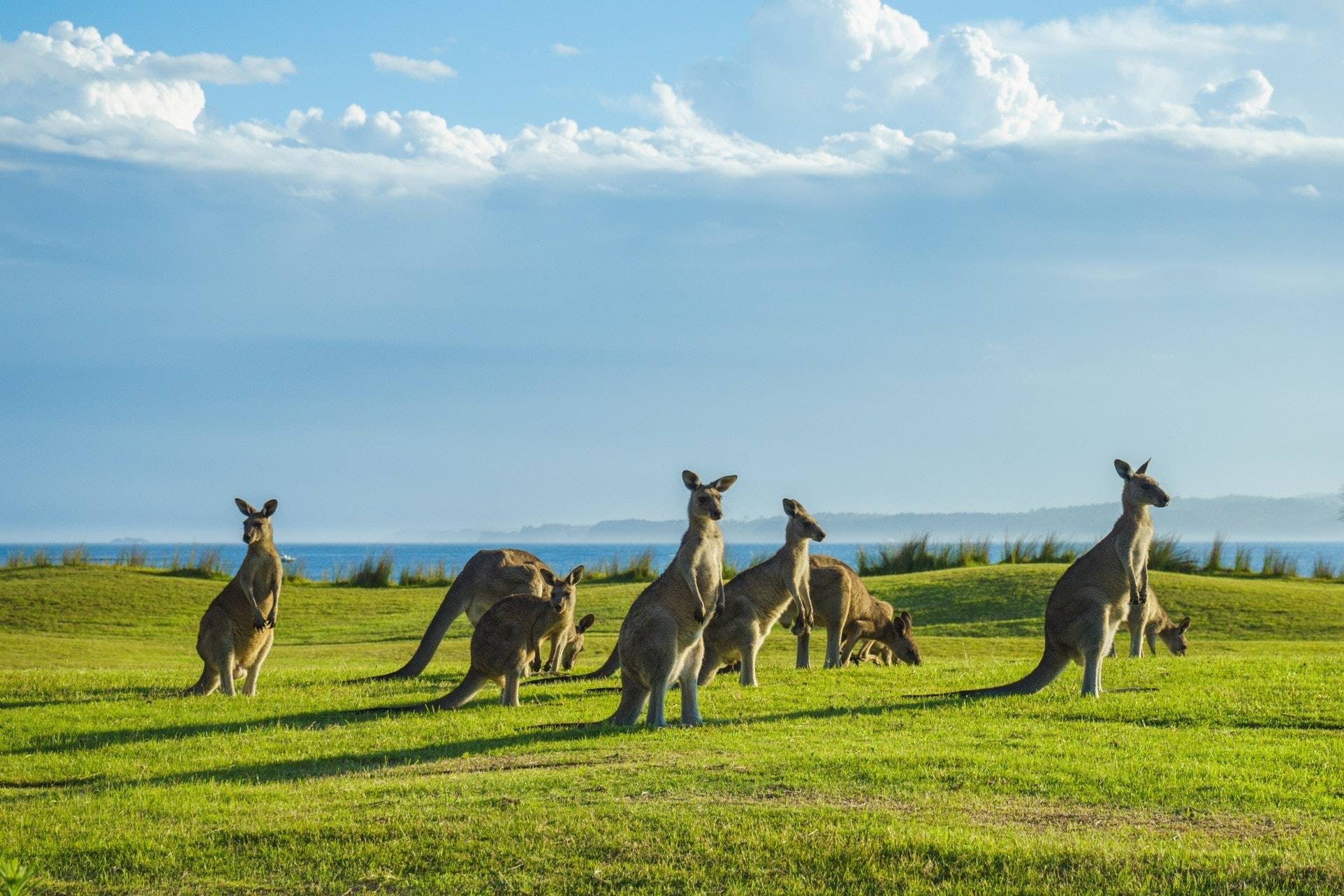 澳洲政府:安置它们太费钱_坎宁_西澳大利亚_土地